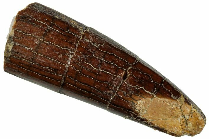 Fossil Sauropod Dinosaur (Titanosaur) Tooth - Morocco #293685